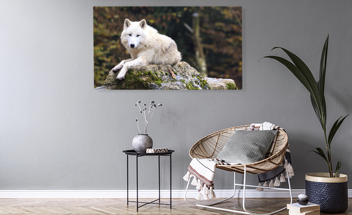 Bild Weißer Wolf ruhend auf einem Felsen nach Maß