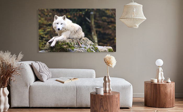Bild Weißer Wolf ruhend auf einem Felsen nach Maß