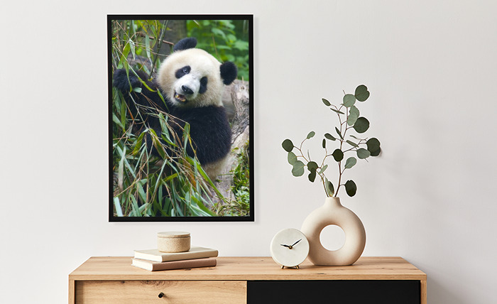 Poster Panda und Maß nach Bambus